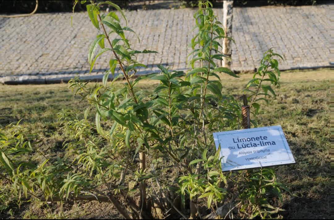 Lúcia-lima ( Aloysia citriodora ) serve para tratar a enxaqueca e melhorar o sono