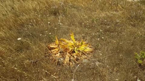 Spaziergang durch die Natur Nähe Ta' Pinu