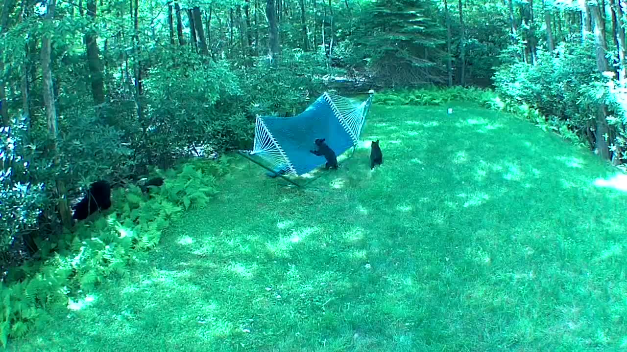 Mama Bear Brought Her Babies to Play on the Hammock