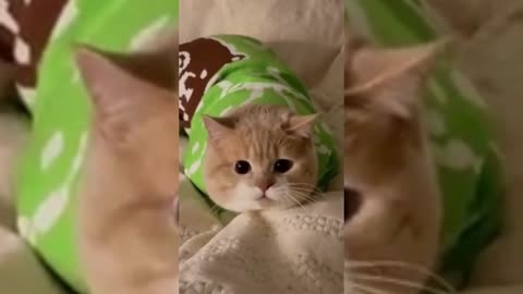 Cute & Funny Animals Videos 🐕‍🦺 Pets, Dogs, 🐱 Cats Compilation #pets #animals #cat #dog