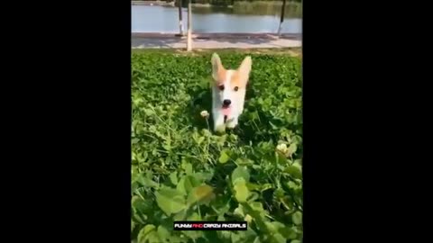 Moments Of Super Funny Animals 😻 Smart And Cute Pets 🐶 | Funny And Crazy Animals Compilation