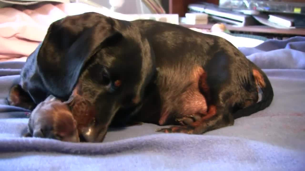 Dachshund dog Puppy Birth