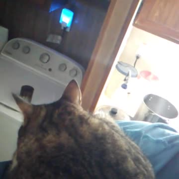 Astaroth49's Crazy Cats. Clint, I need to go to work. #catvideos