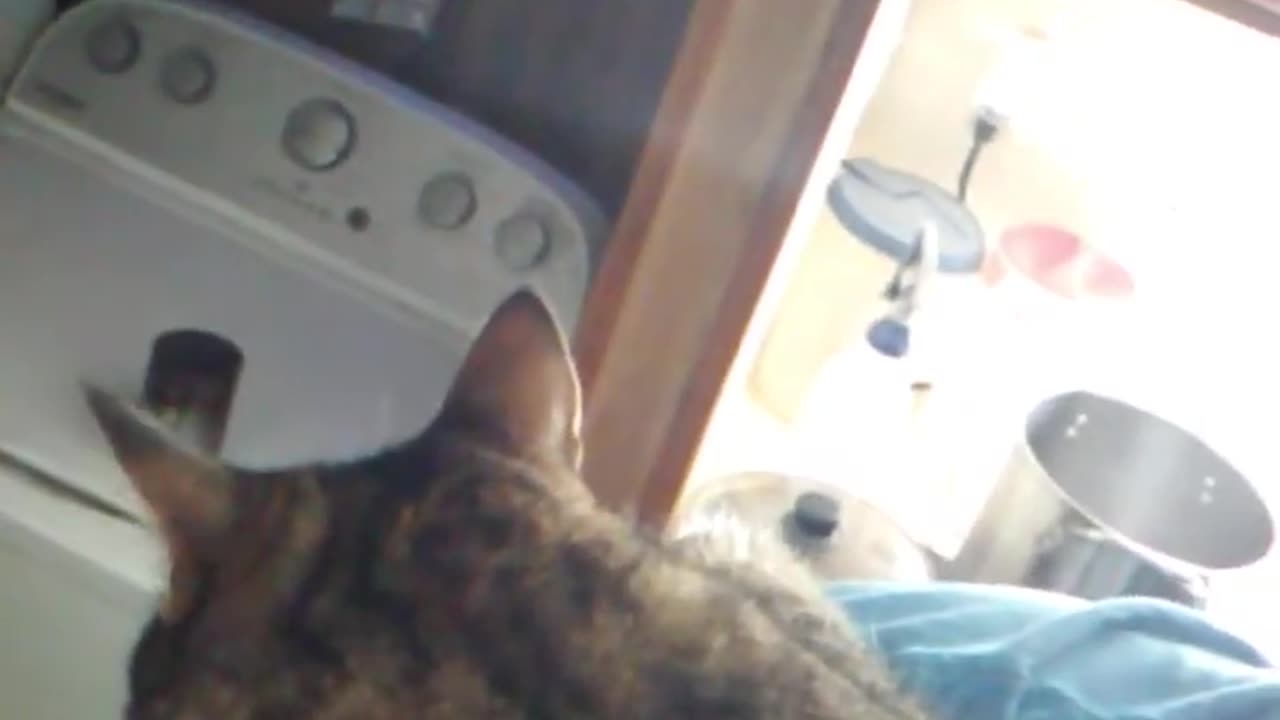 Astaroth49's Crazy Cats. Clint, I need to go to work. #catvideos