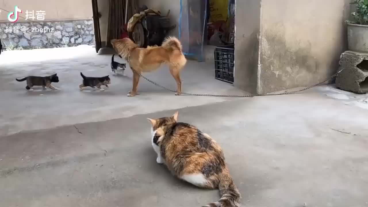 Mother cats protect their cute kittens from anything