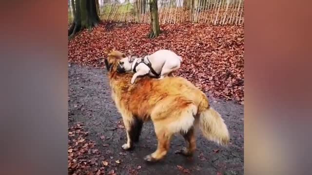 Adorable Puppy Loves Its Duck Buddy 2021