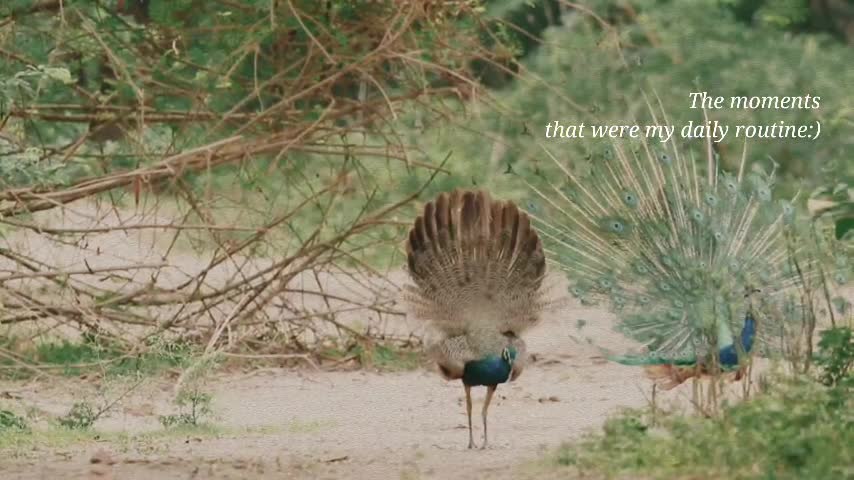 Peacock Dance Complete 2:20 & Screams High Quality HD, Pfau schlägt Rad , by Ute Neumerkel