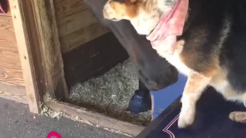 Dog licking black horse
