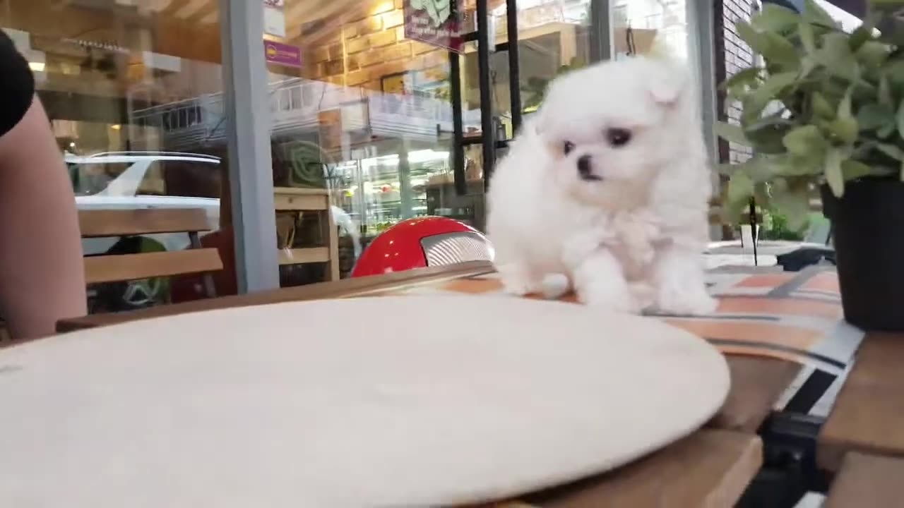 Funny Animal Videos | Cute Animal Videos | Funny Dog | Cat Videos | Viral Videos | BOOST SELF