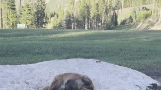 Doggy Searches Out the Last Snow of the Season