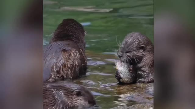 Cute otter happily eats fish, food is delicious,