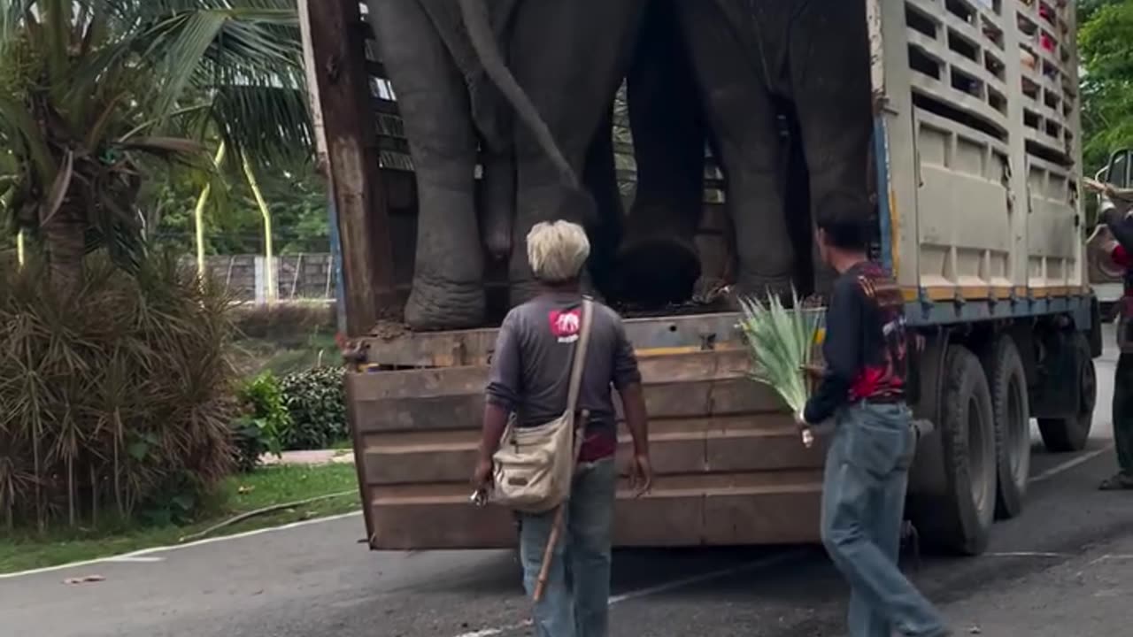 A strange way to transport elephants in Africa