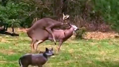 The deer was very flustered