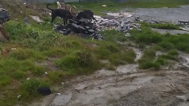 A group of dogs and birds eat together very nice attitude