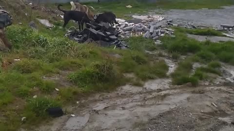 A group of dogs and birds eat together very nice attitude