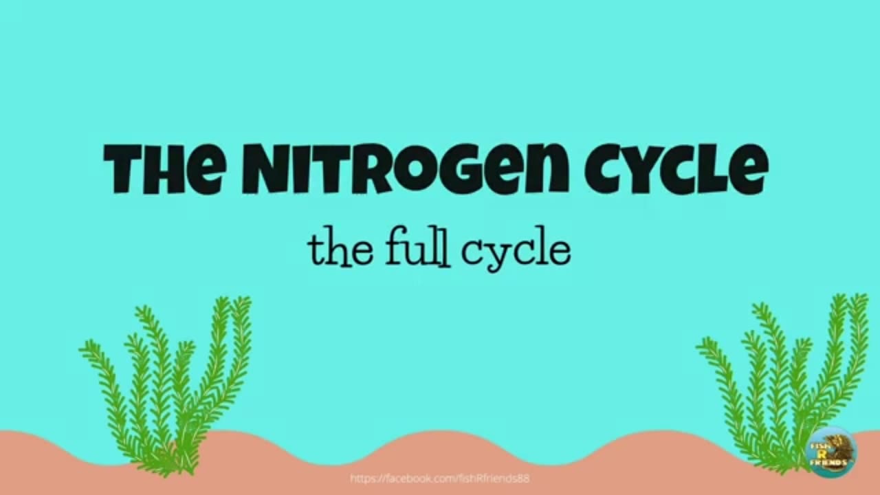 Aquarium Nitrogen Cycle