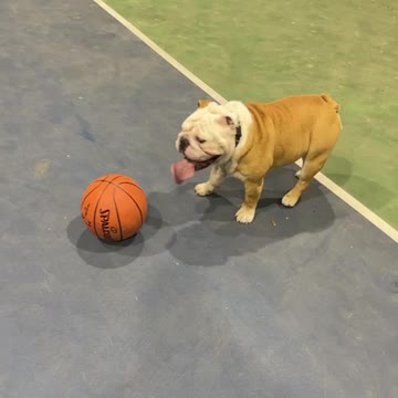 Dog full sprints at the basketball court