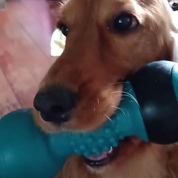 Entertainment dog, cute, viral, Subscribe to my channel, like, share,