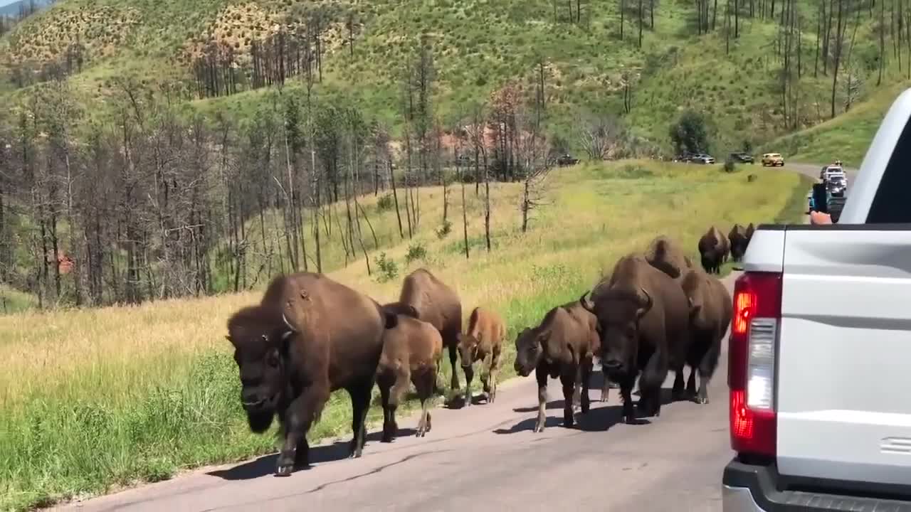 Angry Animal Vs Bikers