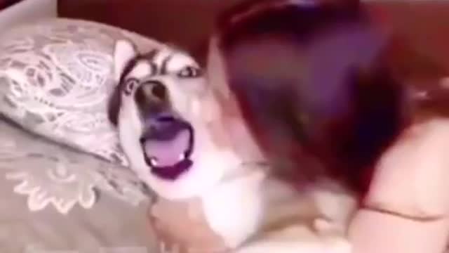 Dog in the mood