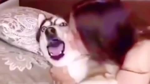 Dog in the mood
