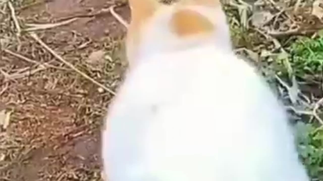 Funny animals videos