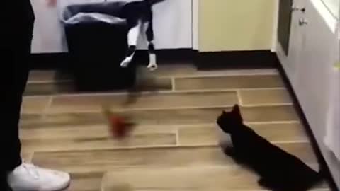 funny Video