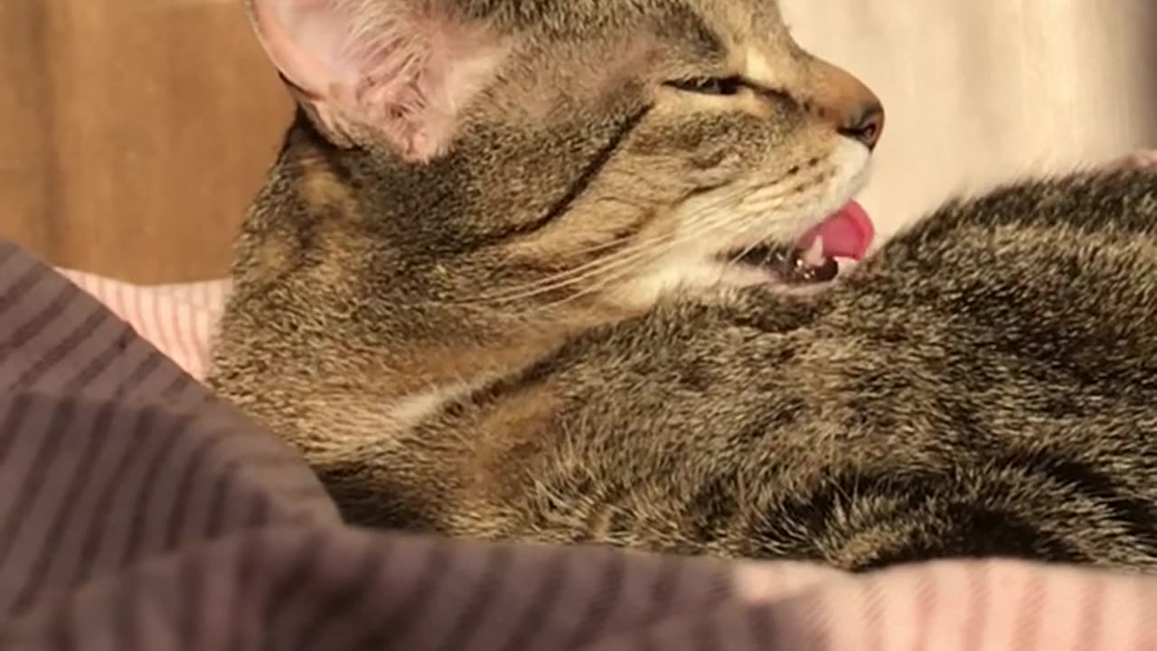 Lazy Sunbathing: A Cat's Relaxing Grooming Session