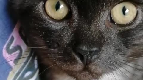 Cat Turning Her Face Away when I try To Film Her
