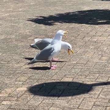 The Singing Seagulls