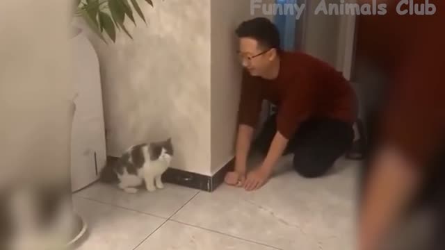 I Prank my cat see the reaction i get