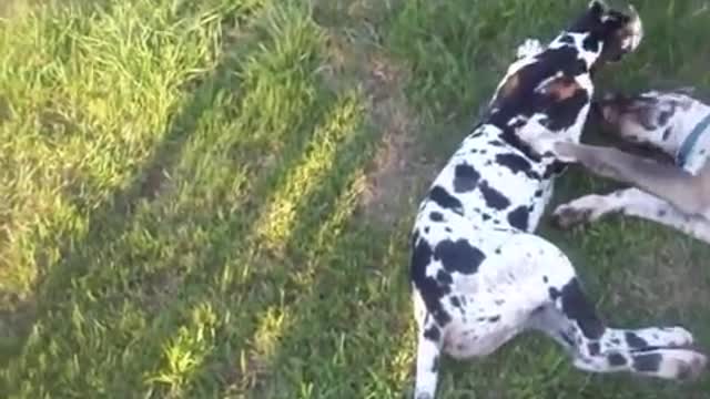 Adorable Great Dane Playing