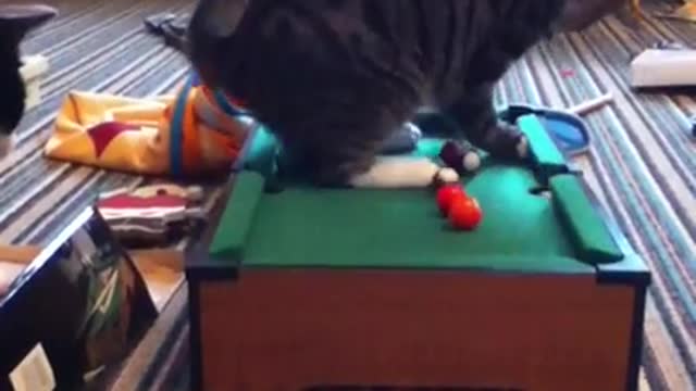 MY CRAZY SKILLED CATTY..... SO CUTE