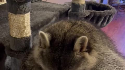 Kevin the Raccoon Eats Snacks In Cat Tower