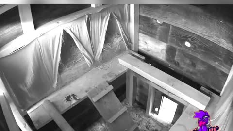 Time Lapse Chickens Sleeping in Coop