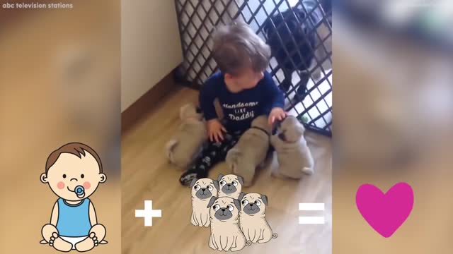 adorable litter of pugs follows baby around house0