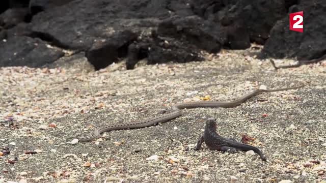 Iguane vs serps : tension maximale ZEPPING SAUVAGE