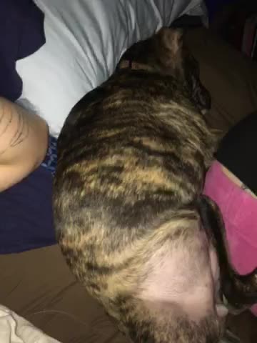 Grown man snoring dog