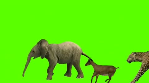 Funny journey of animals on Green screen | animal stampede green screen video