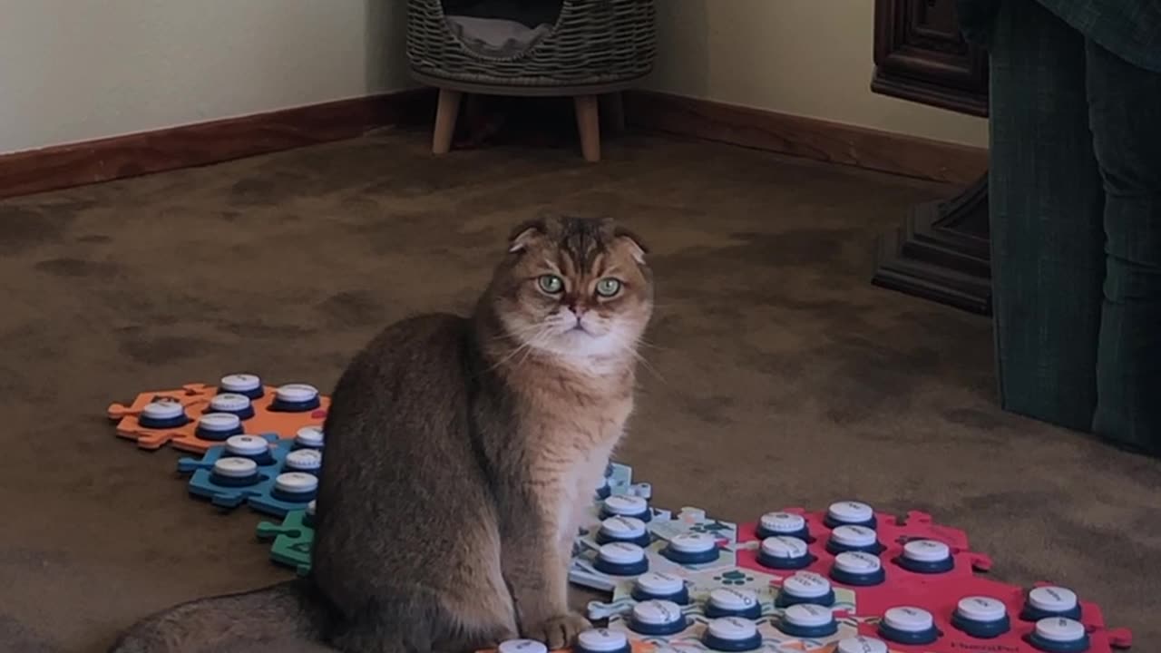 Cat Asks For Treat Throw Game And Attention