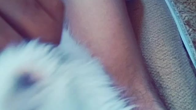 Wonderful cats قطه بيضاء
