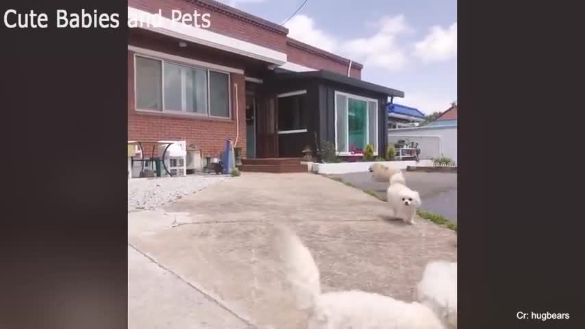 Funny dogs video