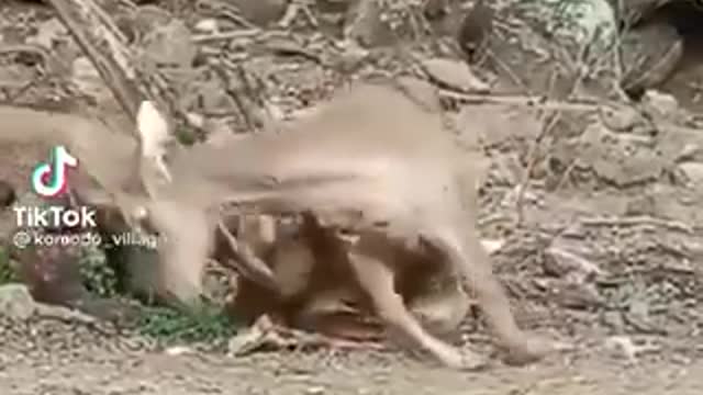 Deer Escaping From Komodo