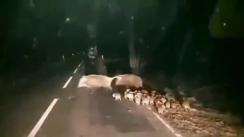 Svinjice prelaze cestu