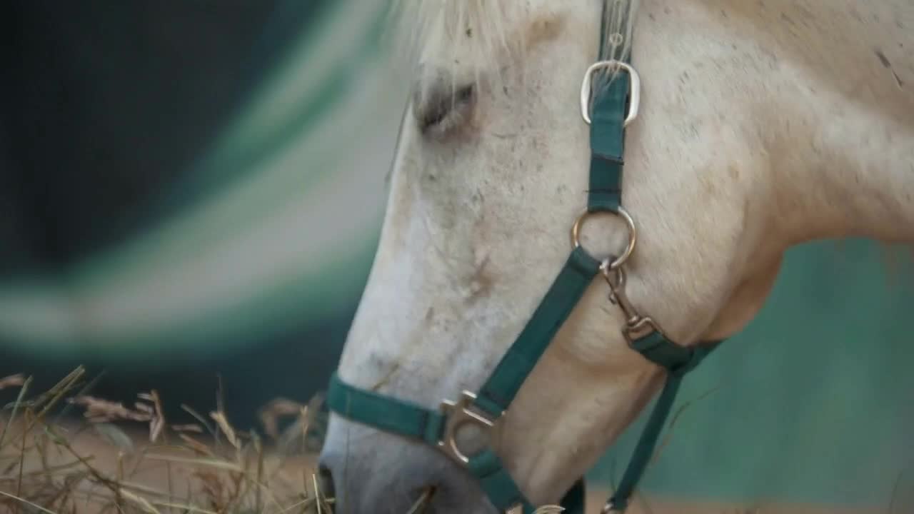 White horse eating hay in the stable