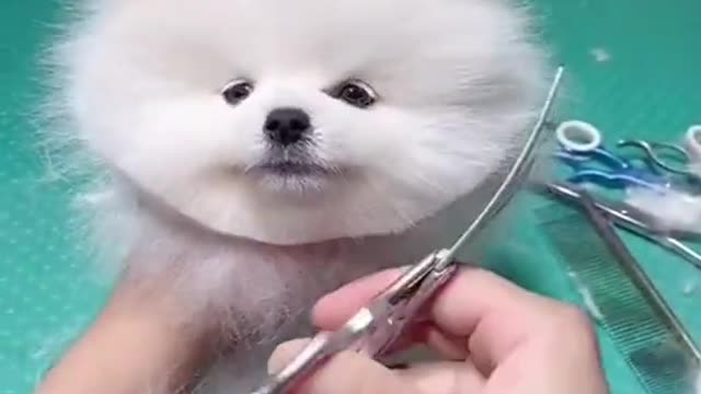 Cute baby doge cutting hair