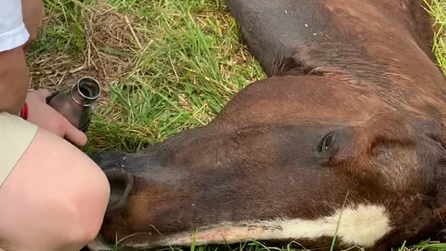 Owner comforts rescue horse for the last time.