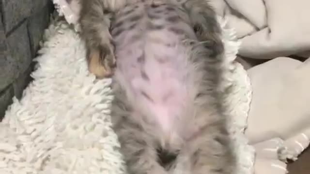 Sleeping Kitten scene Good night #catsoftiktok #catlover #cattiktokcats #funnyvideos I Love Cat