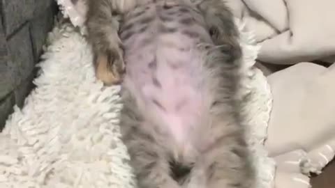 Sleeping Kitten scene Good night #catsoftiktok #catlover #cattiktokcats #funnyvideos I Love Cat