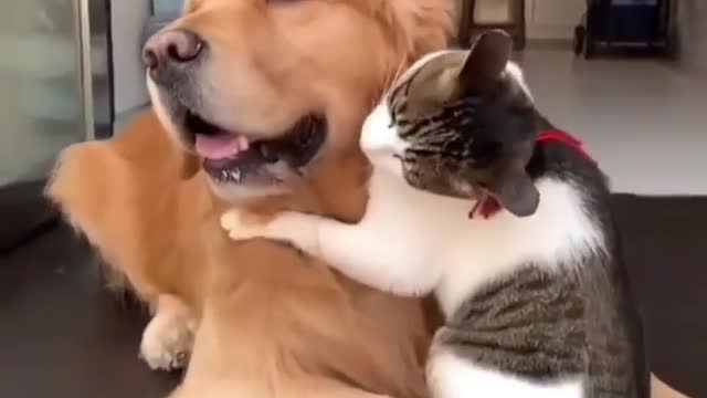 ☺️☺️Sweetie pai dog and cat☺️☺️